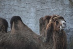 Wielbłąd dwugarbny tzw. baktrian - na wolności występuje jedynie ok. 300 osobników na pustyni Gobi.